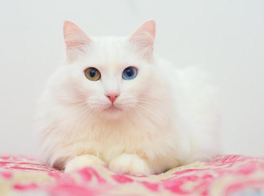 ターキッシュアンゴラ