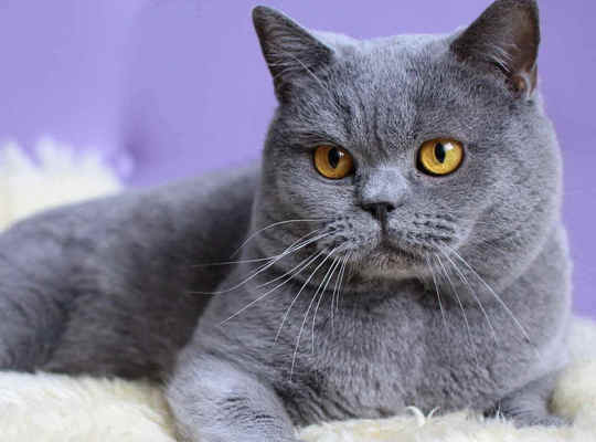 シャルトリュー