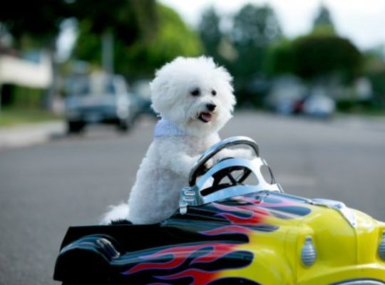 ビションフリーゼ