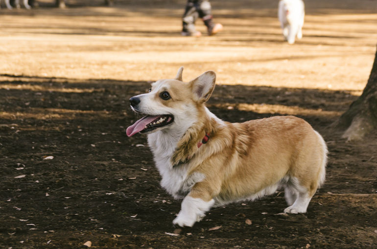 ペット火葬をする時 千葉で知っておきたい 何が一緒に火葬できるもの