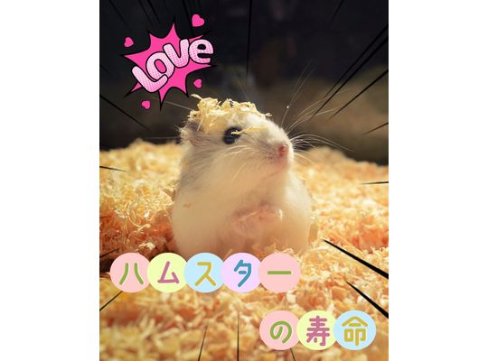 ハムスター