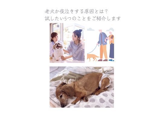 老犬夜泣き