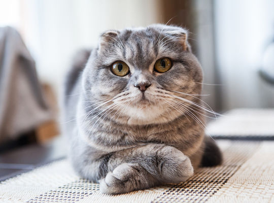 スコティッシュホールド