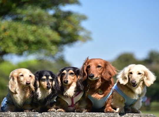 ダックスフンド