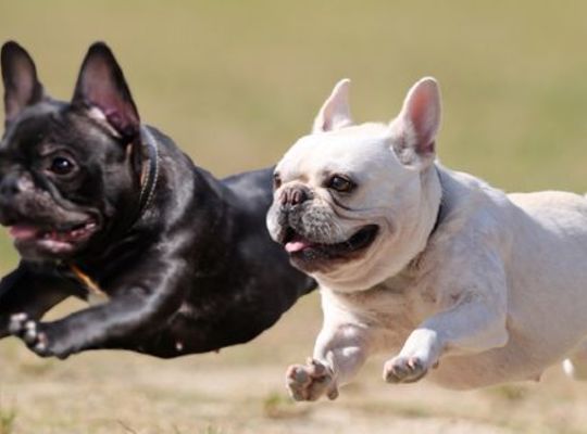 フレンチブルドッグ